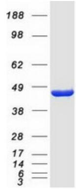 Coomassie blue staining of purified EIF4A2 protein.